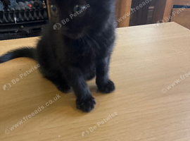 Black male kitten 8 weeks old needs loving home. &pound;70