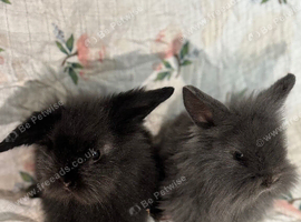 Adorable Indoor Lionlop Bunnies For Sale &ndash; Ready Soon!