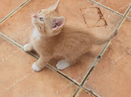 Beautiful kittens available mixed mainecoons