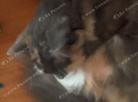 Cat for sale