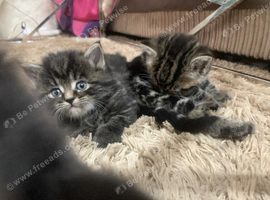 Fresh litter