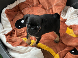 1 gorgeous male pug puppy left