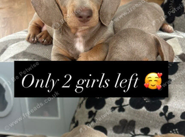 2 lilac & tan girls miniature dachshund for sale!!