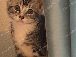 8 week kittens