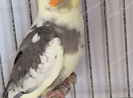 Baby Cockatiels
