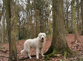 Pedigree Marema Sheepdog for stud