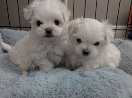 2 beautiful KC Maltese boys.