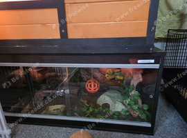 Black pastel lesser