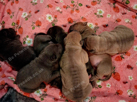 Staffy x sharpei