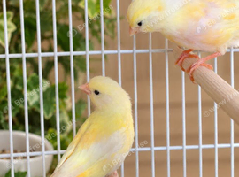 Colour canaries for sale