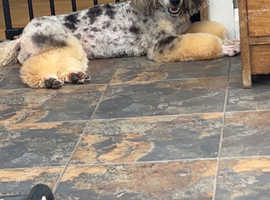Miniature Merle Poodle At Stud & Black KC registered at Stud