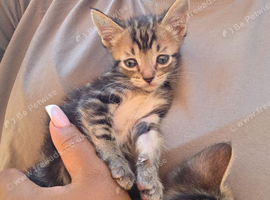 4 beautifull kittens for sale
