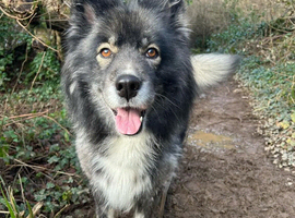 8.5 uear old Husky needs new home