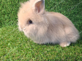 DOUBLE MANED LIONLOP