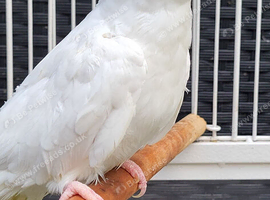 Various baby & adult cockatiels