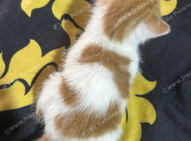Tortoiseshell cross bengal tabby kittens