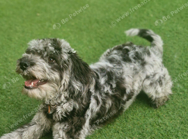 Female Cockerpoo
