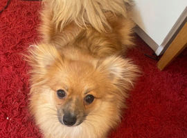 Sheero is looking for rehome, he is 8months old