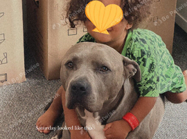 Staff x Bully, Shadow