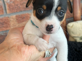Traditional Mini Jack Russell pups