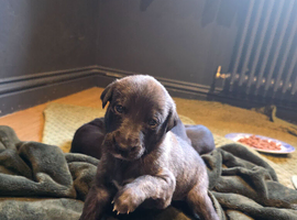 Whippet puppies for sale