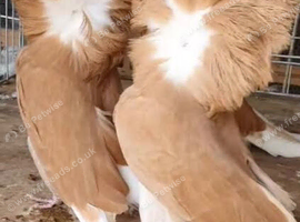 Bonded breeding Jacobin for sale