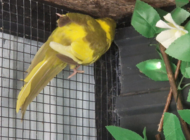 1 kakariki female left &pound;55 each