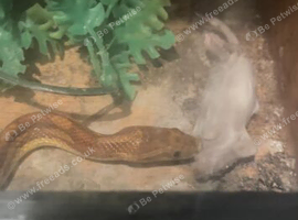 Corn snake