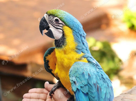 Stunning female baby macaw