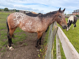 Striking Spotted 3yo filly