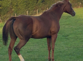 Beautiful, Kind, very fun 15.1hh TB