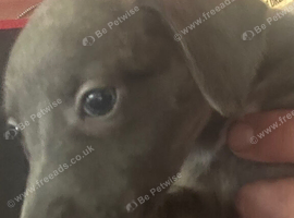 Beautiful blue brindle whippet pup