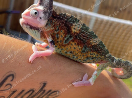 Male Yemen chameleon
