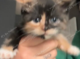 Kitten