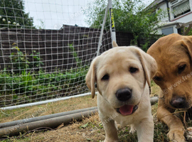 If Carlsberg made labs ️