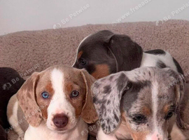 miniature dachshunds puppies for sale