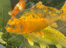 Koi carp