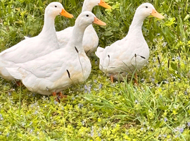4 Female Cherry Valley Ducks with duck house