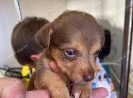 Miniature jack Russell's