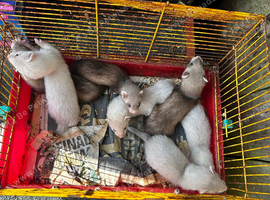 Ferret kits