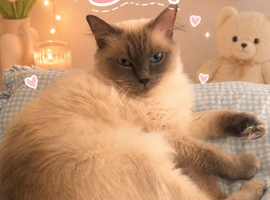 Ragdoll