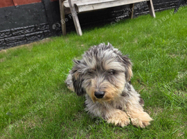 Dachshund for sale