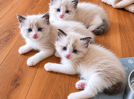 Ragdoll kittens