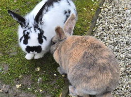 2 Netherland dwarfs