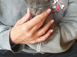 Russian blue kittens