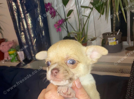 Short-Haired Chihuahua Puppies Available