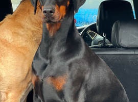 DOBERMAN PUPPIES FOR SALE- MUM FROM CEZARBLUE KENNELS
