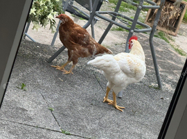 Hybrid Chickens