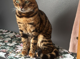 Bengal boy