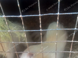 Ferrets